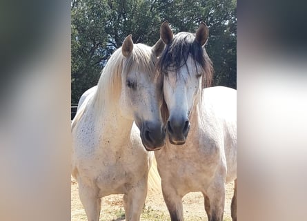 PRE Croisé, Étalon, 7 Ans, 162 cm, Gris