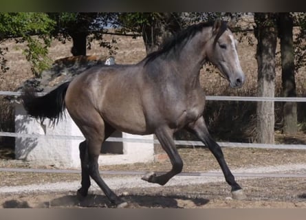 PRE Croisé, Étalon, 7 Ans, 163 cm, Gris