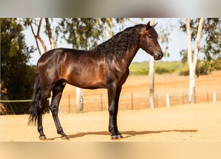 PRE Croisé, Étalon, 7 Ans, 164 cm, Bai cerise