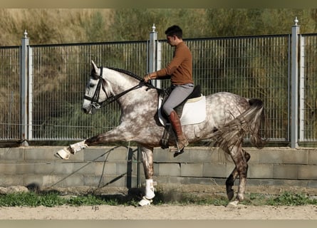 PRE Croisé, Étalon, 7 Ans, 165 cm, Gris pommelé