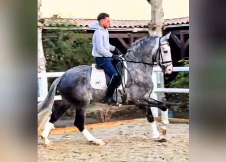 PRE, Étalon, 7 Ans, 165 cm, Gris pommelé