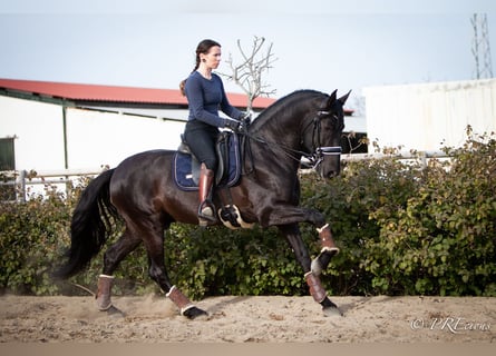 PRE Croisé, Étalon, 7 Ans, 165 cm, Noir