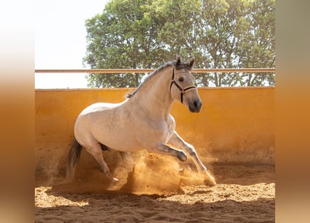 PRE Croisé, Étalon, 7 Ans, 166 cm, Gris pommelé