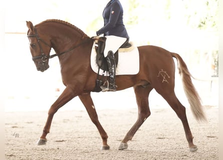 PRE Croisé, Étalon, 7 Ans, 167 cm, Alezan brûlé