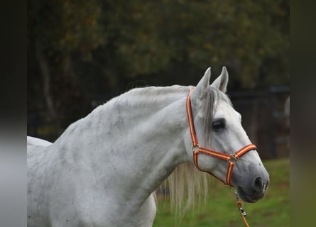 PRE, Étalon, 7 Ans, 167 cm, Gris