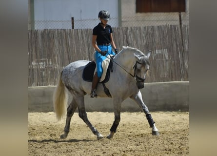 PRE, Étalon, 7 Ans, 167 cm, Gris
