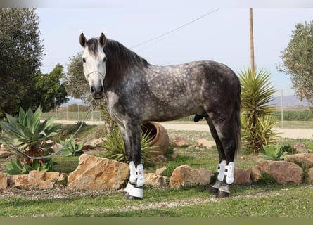 PRE, Étalon, 7 Ans, 167 cm, Gris pommelé