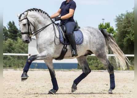 PRE Croisé, Étalon, 7 Ans, 168 cm, Gris