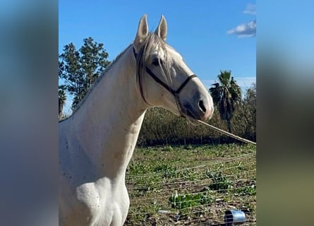 PRE Croisé, Étalon, 7 Ans, 168 cm, Gris