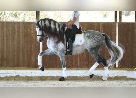 PRE Croisé, Étalon, 7 Ans, 168 cm, Gris