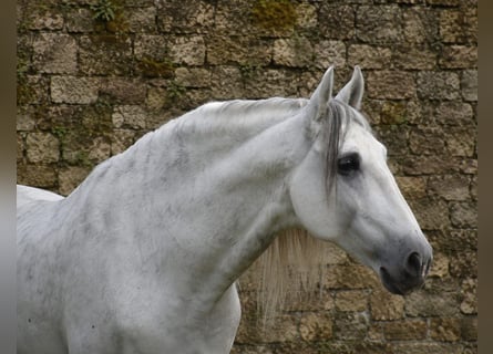 PRE, Étalon, 7 Ans, 168 cm, Gris pommelé