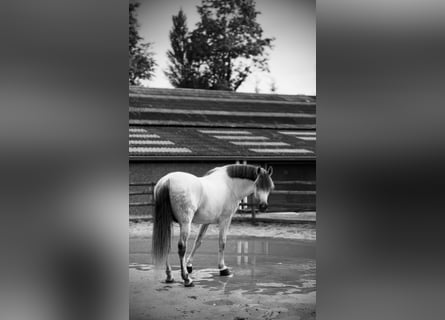 PRE Croisé, Étalon, 7 Ans, 169 cm, Gris