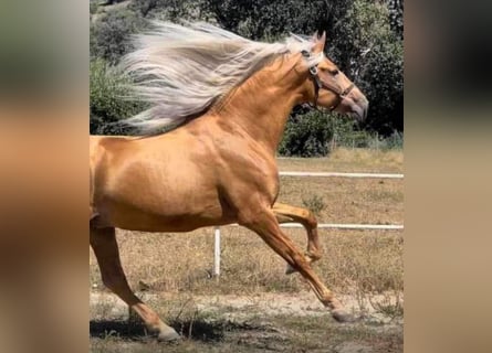 PRE Croisé, Étalon, 7 Ans, 170 cm, Palomino