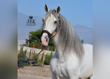 PRE Croisé, Étalon, 7 Ans, 173 cm, Gris