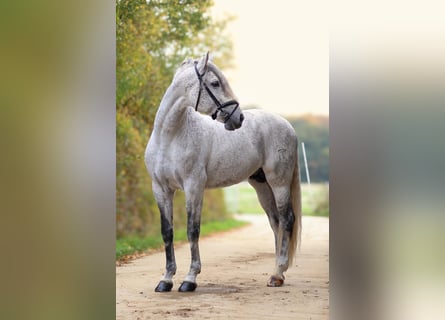 PRE, Étalon, 7 Ans, 173 cm, Gris moucheté