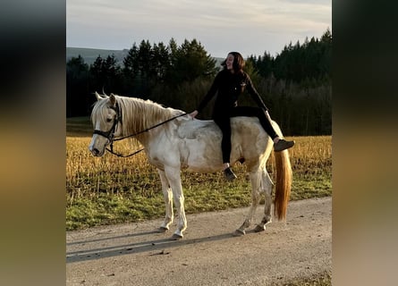 PRE Croisé, Étalon, 8 Ans, 157 cm, Pinto