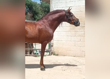 PRE Croisé, Étalon, 8 Ans, 158 cm, Alezan