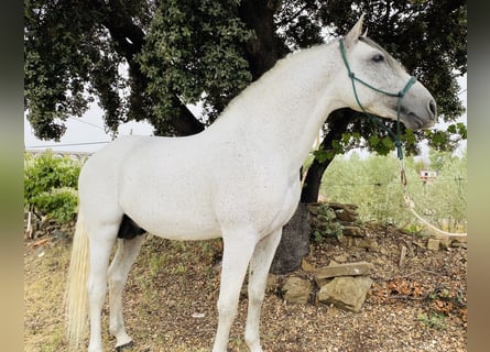 PRE Croisé, Étalon, 8 Ans, 159 cm, Gris moucheté