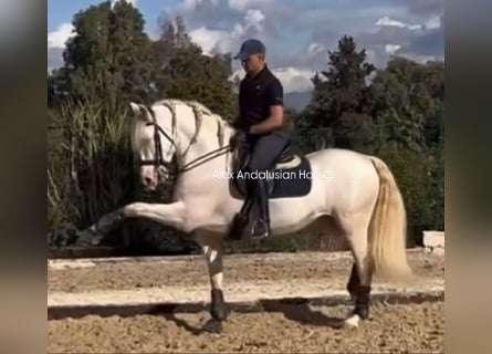 PRE Croisé, Étalon, 8 Ans, 160 cm, Perlino