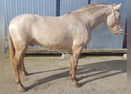 PRE Croisé, Étalon, 8 Ans, 162 cm, Cremello