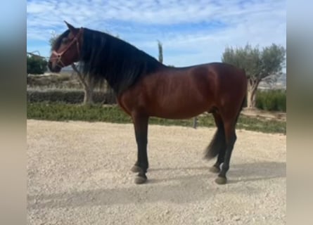 PRE Croisé, Étalon, 8 Ans, 164 cm, Bai