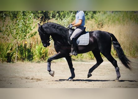 PRE Croisé, Étalon, 8 Ans, 165 cm, Noir