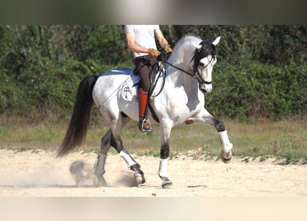 PRE Croisé, Étalon, 8 Ans, 168 cm, Gris
