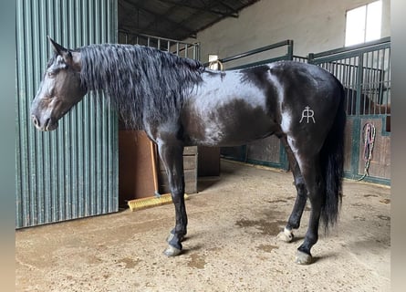 PRE Croisé, Étalon, 8 Ans, 168 cm, Noir