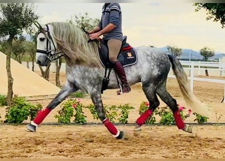 PRE Croisé, Étalon, 8 Ans, 169 cm, Gris