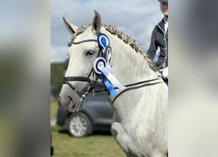 PRE, Étalon, 8 Ans, 169 cm, Gris pommelé