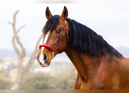PRE Croisé, Étalon, 8 Ans, 170 cm, Bai cerise