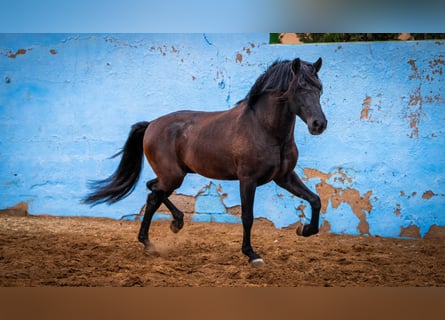 PRE Croisé, Étalon, 8 Ans, 170 cm, Noir
