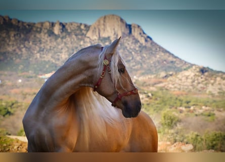 PRE, Étalon, 8 Ans, 171 cm, Palomino