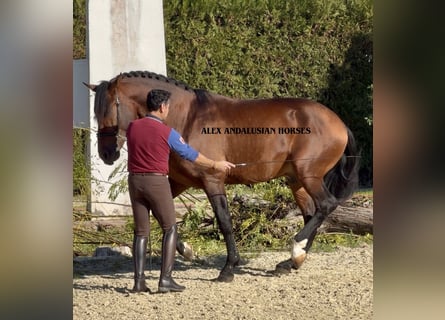 PRE Croisé, Étalon, 8 Ans, 172 cm, Bai