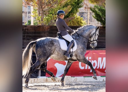 PRE Croisé, Étalon, 8 Ans, 172 cm, Gris