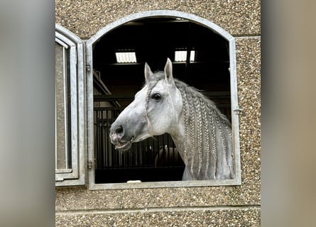 PRE Croisé, Étalon, 8 Ans, 173 cm, Gris moucheté