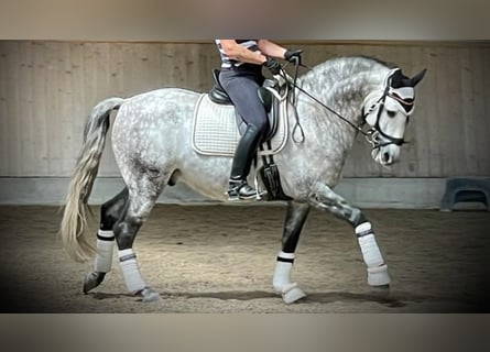 PRE Croisé, Étalon, 9 Ans, 162 cm, Gris