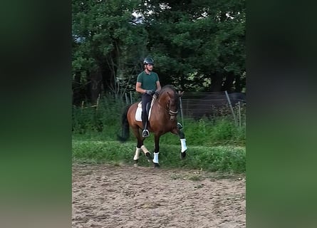 PRE Croisé, Étalon, 9 Ans, 163 cm, Bai cerise