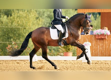 PRE Croisé, Étalon, 9 Ans, 164 cm, Bai cerise