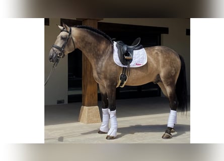 PRE Croisé, Étalon, 9 Ans, 167 cm, Buckskin