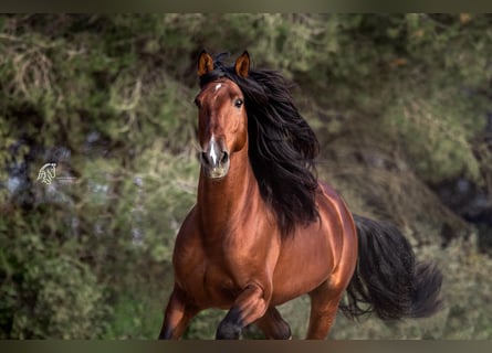 PRE Croisé, Étalon, 9 Ans, 168 cm, Bai