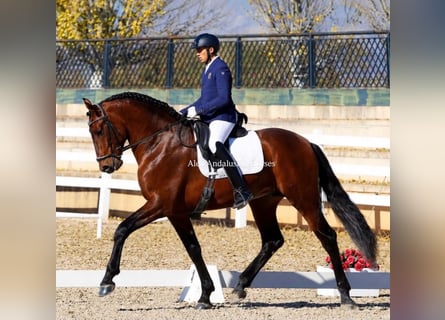 PRE Croisé, Étalon, 9 Ans, 170 cm, Bai