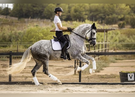 PRE, Étalon, 9 Ans, 173 cm, Gris pommelé