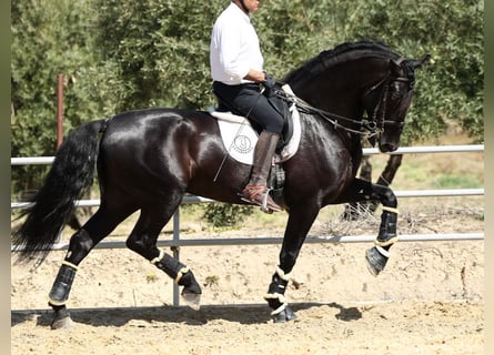 PRE Croisé, Étalon, 9 Ans, 177 cm, Noir