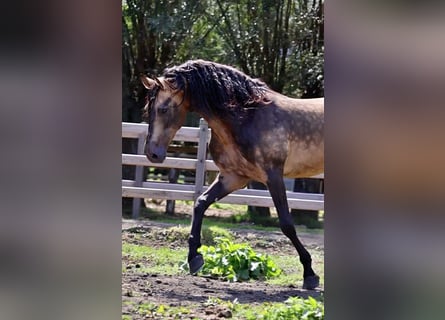 PRE, Étalon, 13 Ans, 167 cm, Buckskin