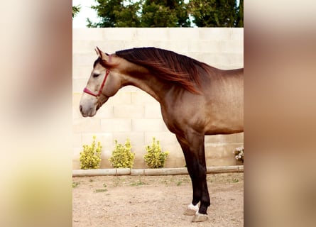 PRE, Étalon, 5 Ans, 172 cm, Buckskin