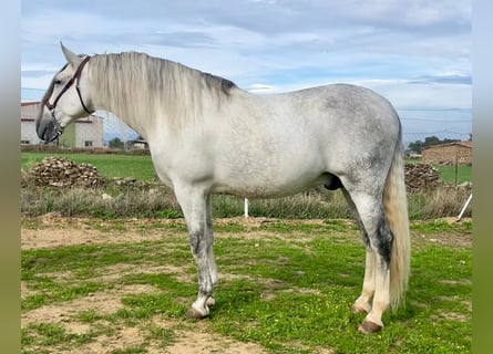 PRE, Étalon, 8 Ans, 172 cm, Gris moucheté