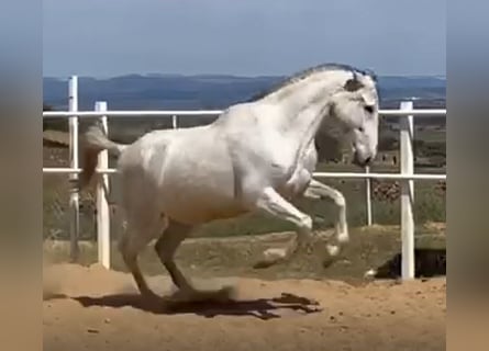 PRE, Étalon, 12 Ans, 170 cm, Gris moucheté