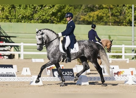 PRE, Étalon, 9 Ans, Gris pommelé