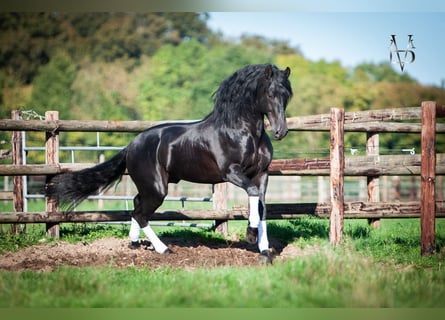 PRE, Étalon, 10 Ans, 166 cm, Noir